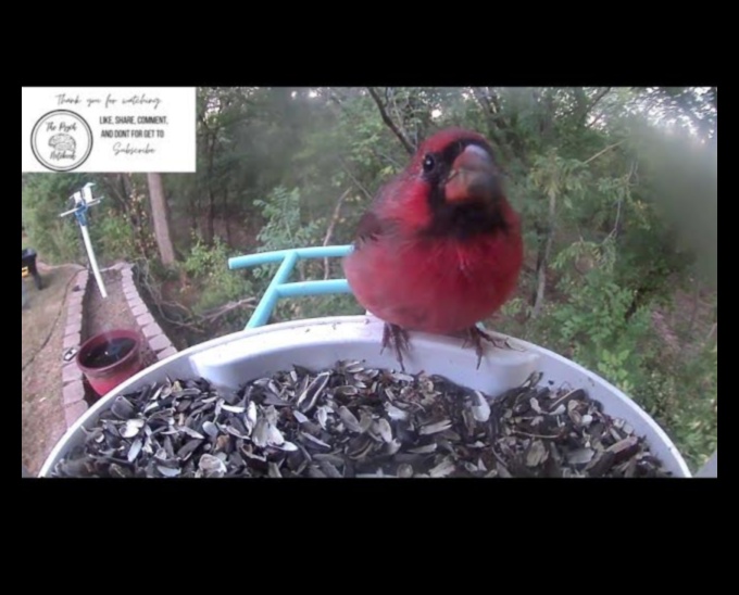 Skyward Serenity: The Calming Effect of Bird Watching