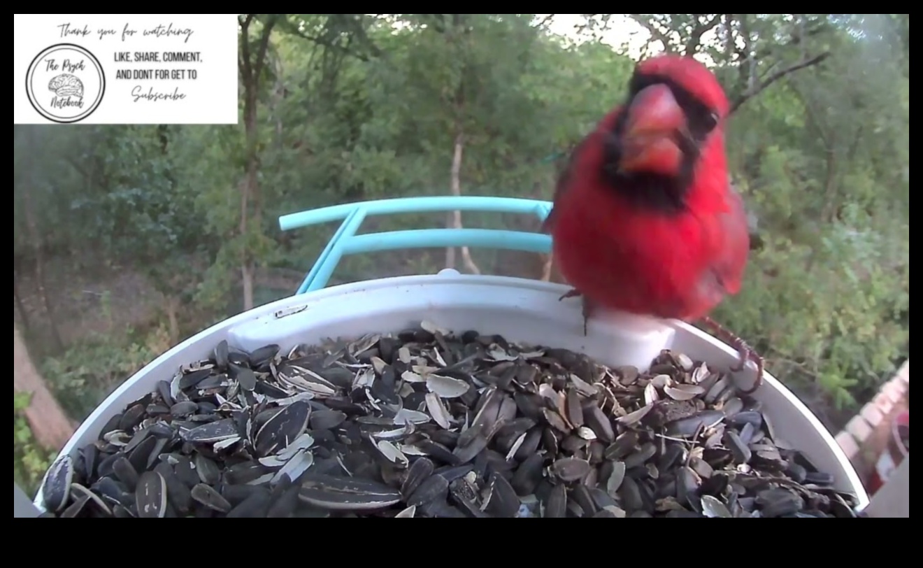 Skyward Serenity: The Calming Effect of Bird Watching