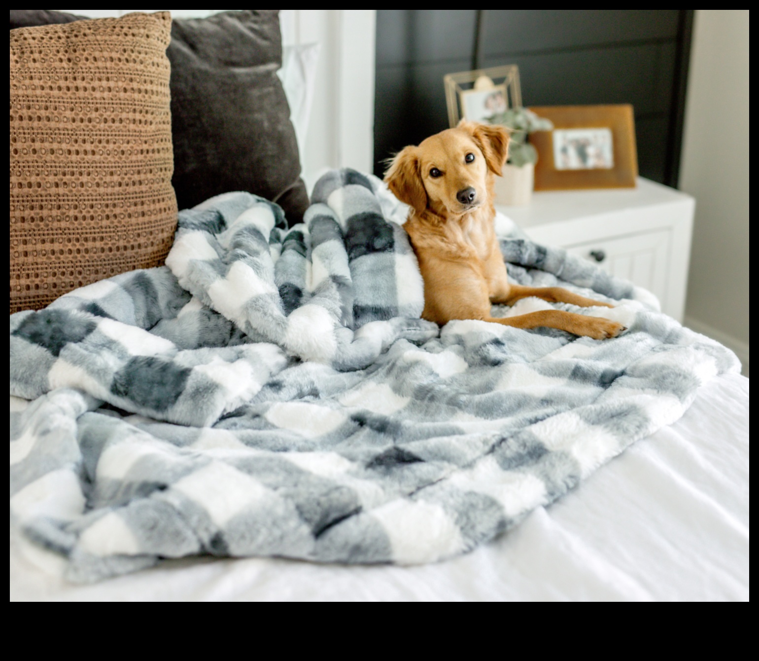 Sleepytime Strategies: Creating a Cozy Bed for Your Pet