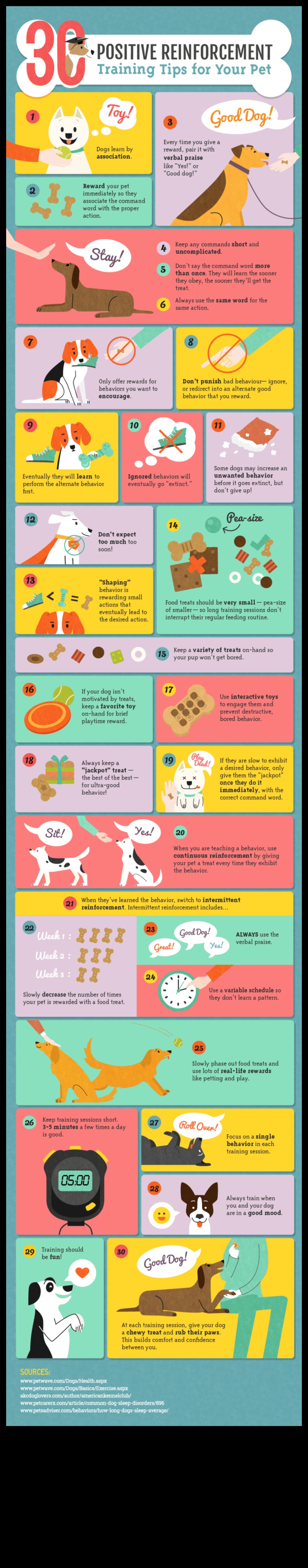 Snack Time Success: Training Tips for Positive Reinforcement