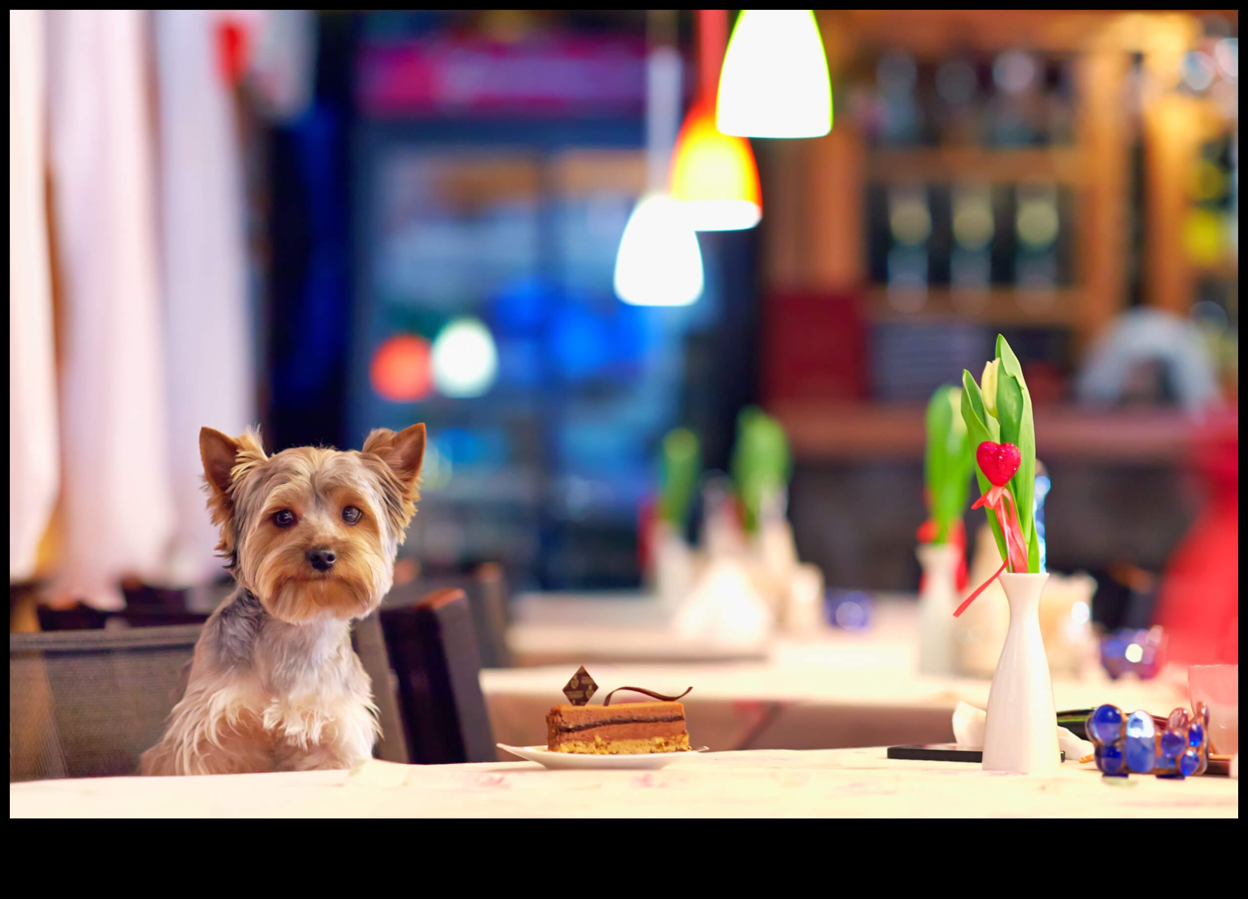 Snout and About: Exploring Dog-Friendly Cafes and Restaurants