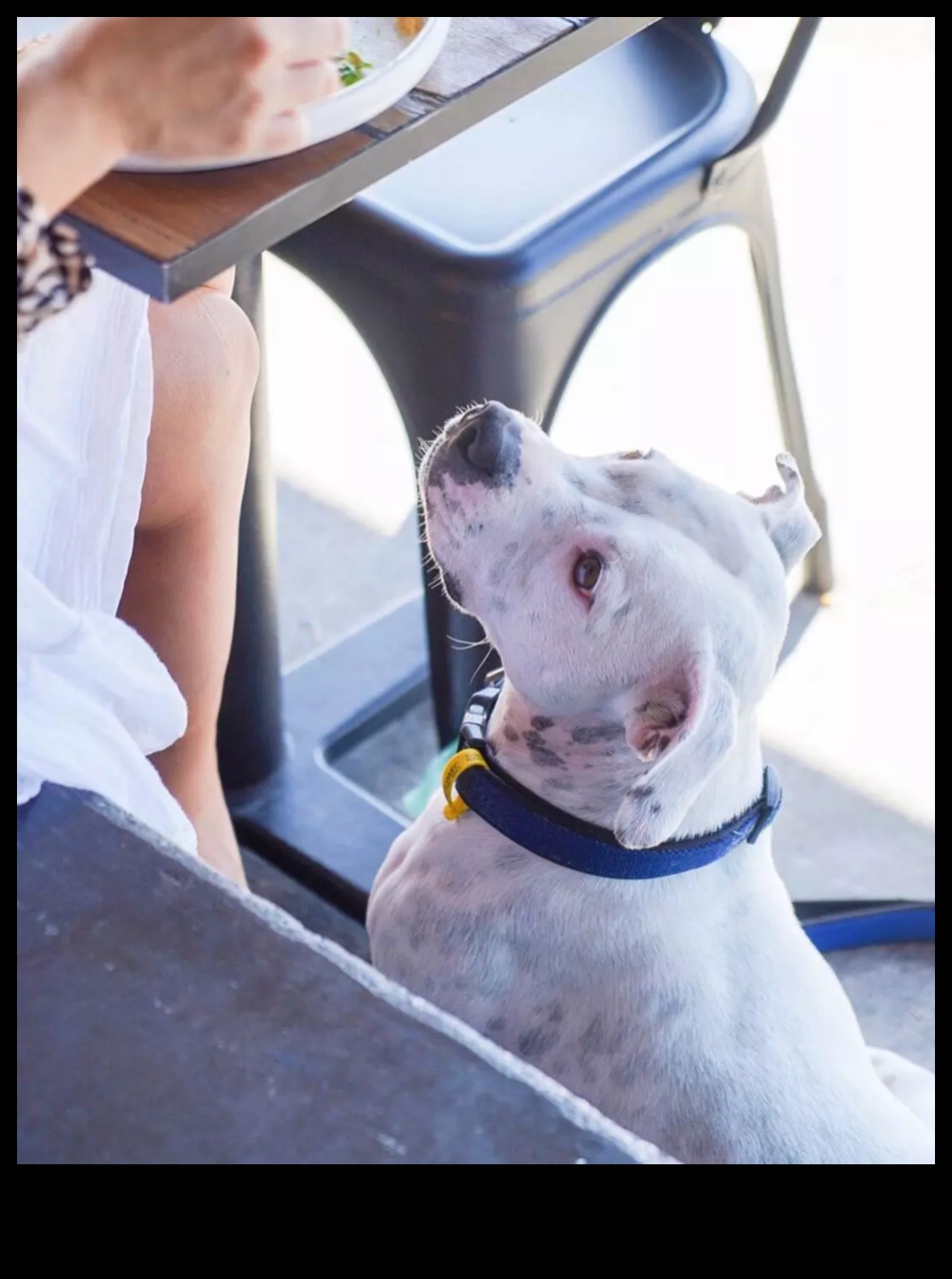 Snout and About: Exploring Dog-Friendly Cafes and Restaurants