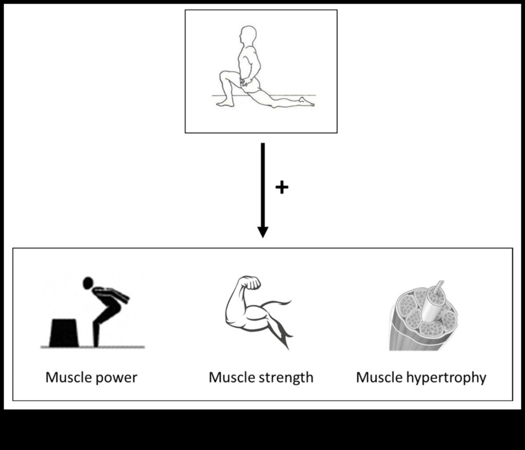 Stretch & Strengthen The Power of Flexibility & Strength in Motion 1