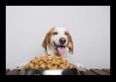 Tailored Tastes: Choosing the Right Food for Your Pet's Needs