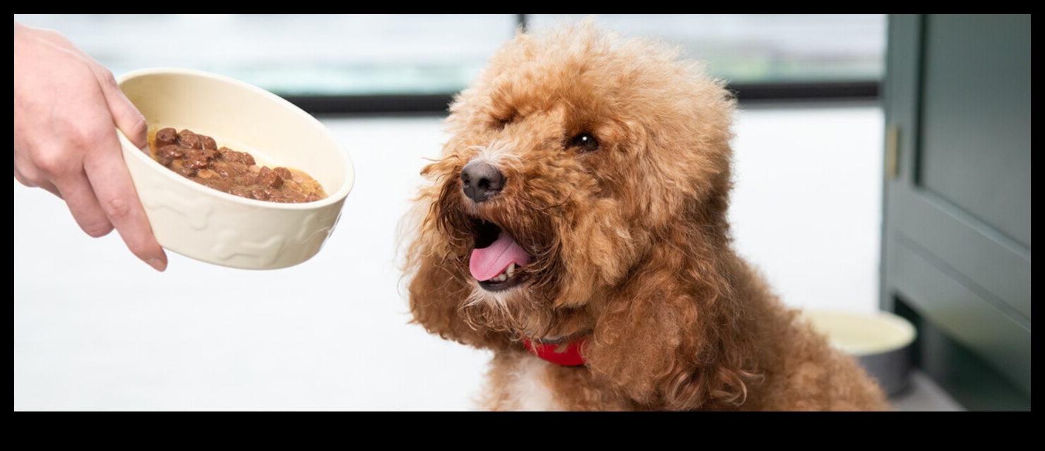 Tailored Tastes: Choosing the Right Food for Your Pet's Needs