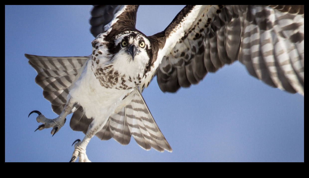 Talon Talk: Understanding Birds of Prey and Their Hunting Techniques