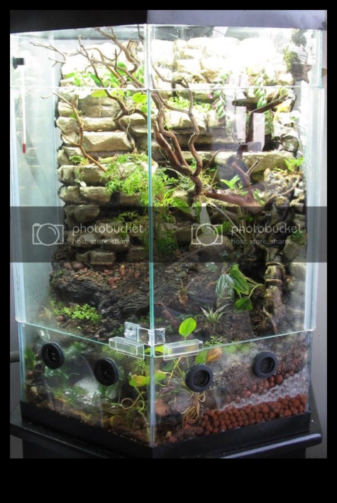 Terrarium Transformation Redesigning Reptile Enclosures 1