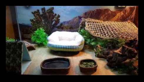Terrarium Trends: Creative Design Ideas for Reptile Habitats