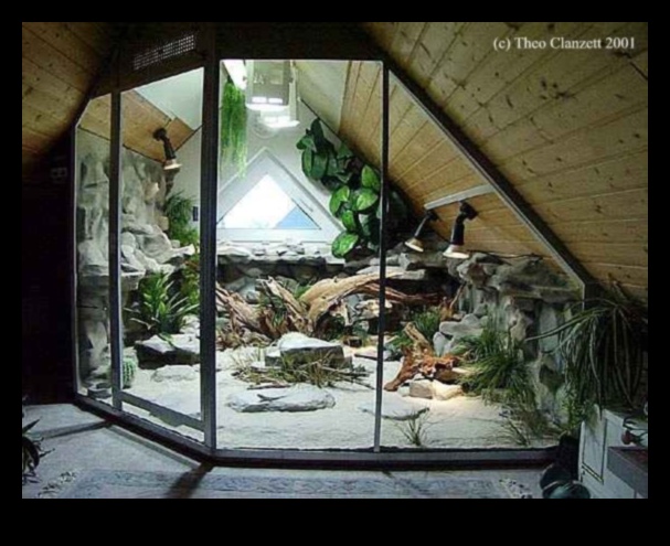 Terrarium Trends: Creative Design Ideas for Reptile Habitats