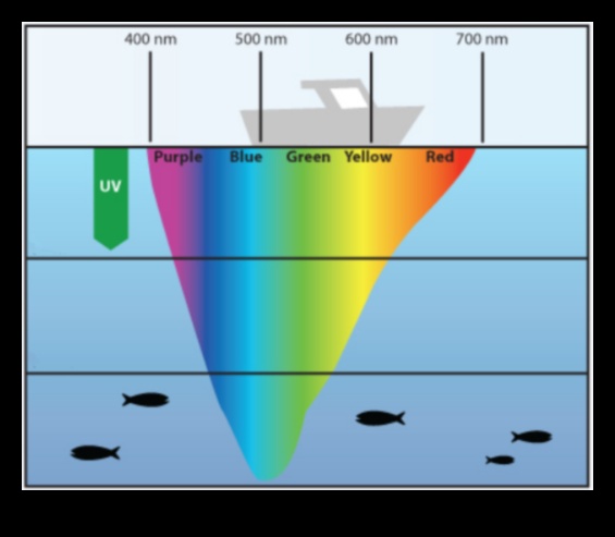The Angler's Palette: A Spectrum of Fish Colors and Patterns