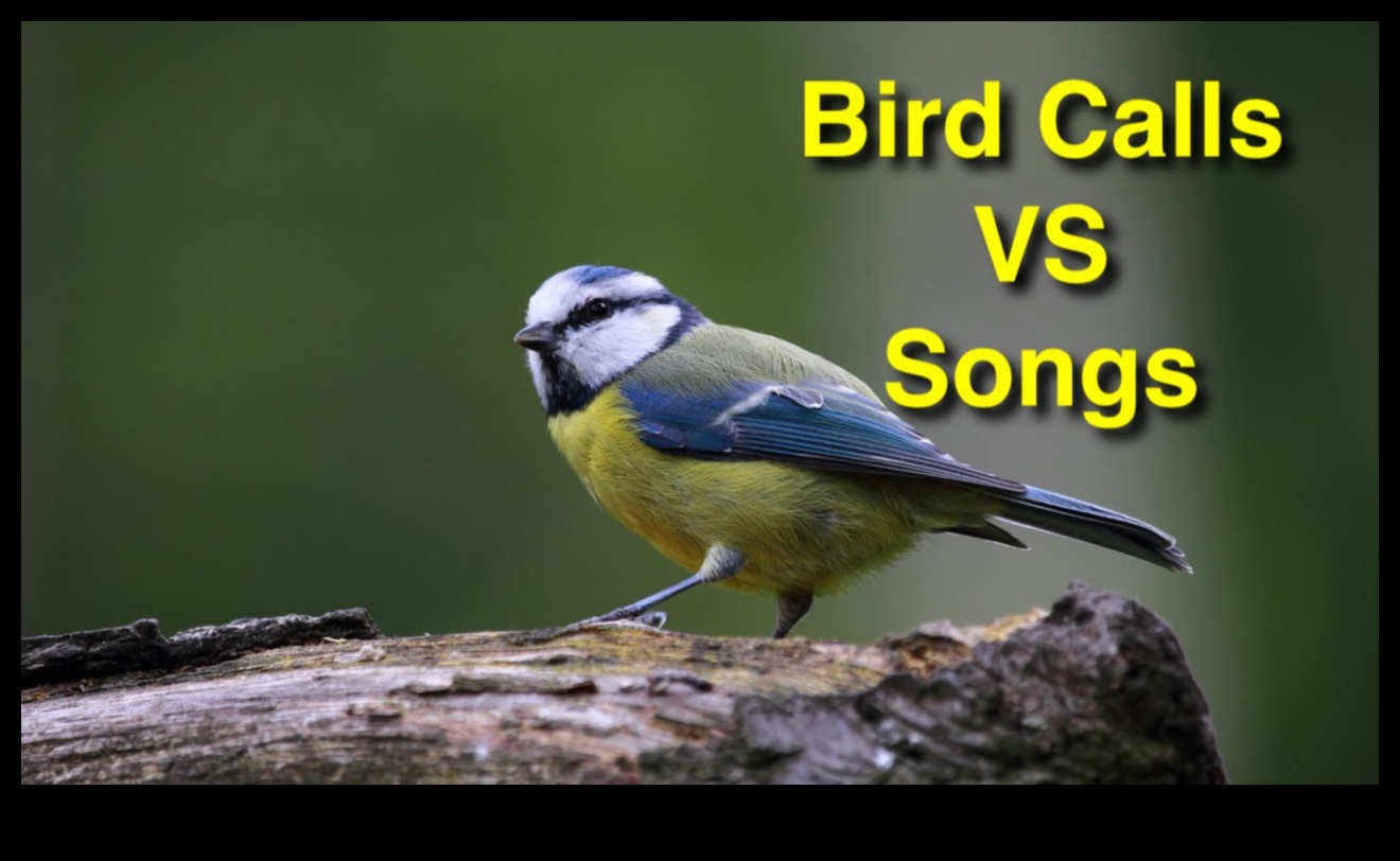 The Art of Bird Language: Interpreting Calls and Songs