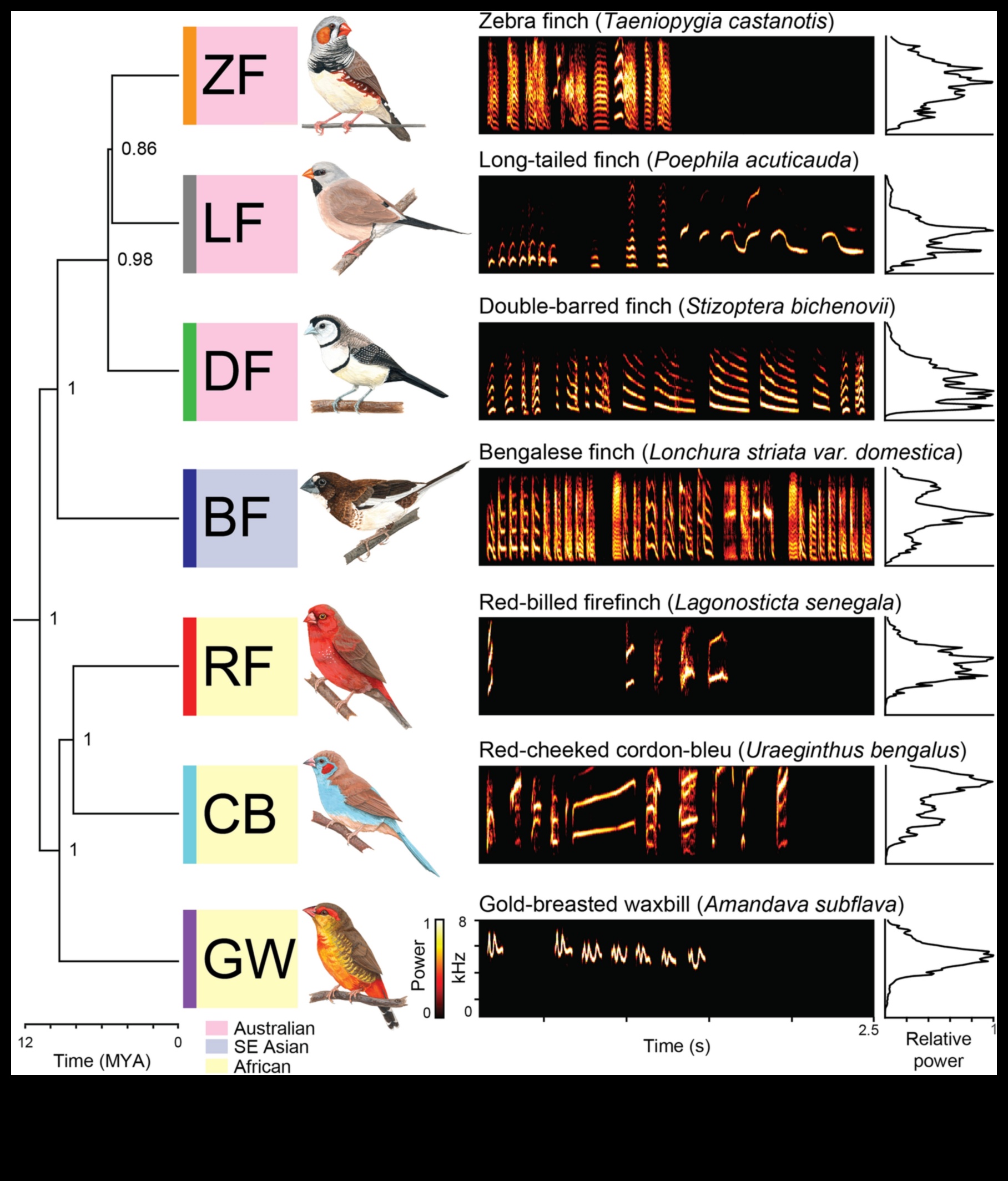 The Art of Bird Language: Interpreting Calls and Songs