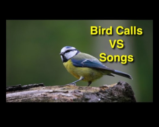 The Art of Bird Language: Interpreting Calls and Songs