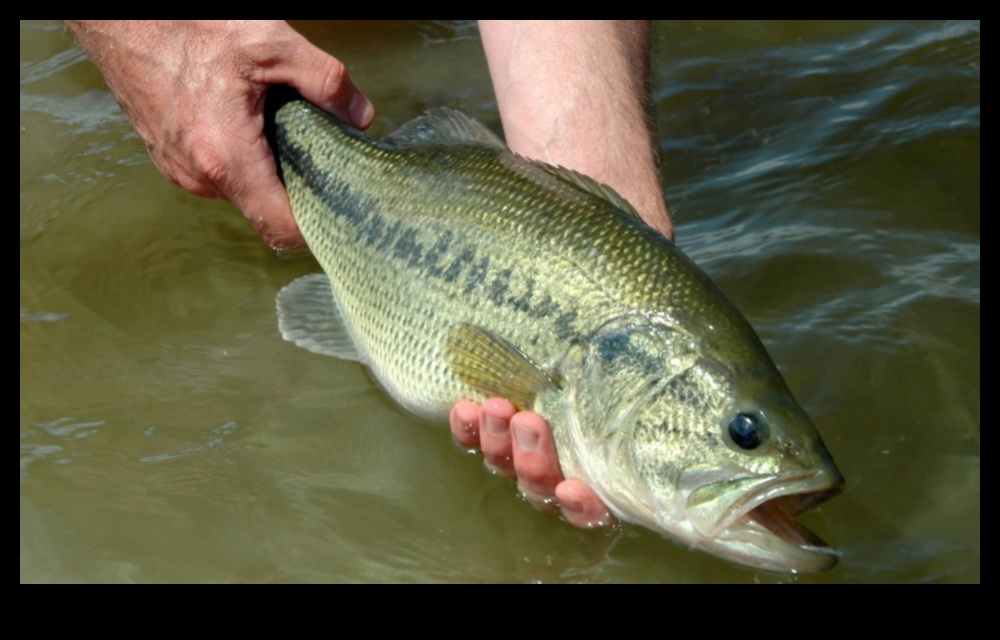 The Art of Catch and Release: Responsible Angling Practices