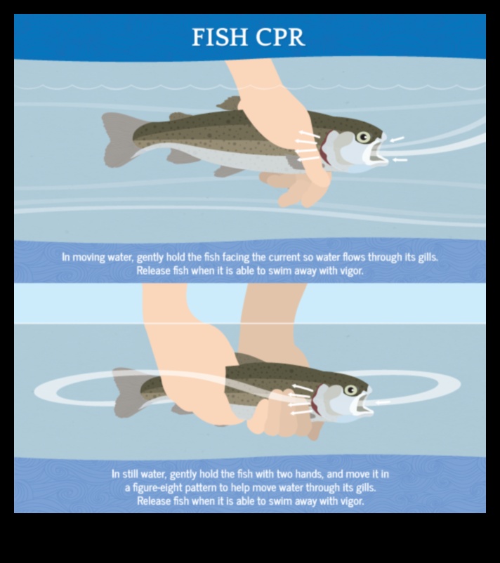 The Art of Catch and Release: Responsible Angling Practices