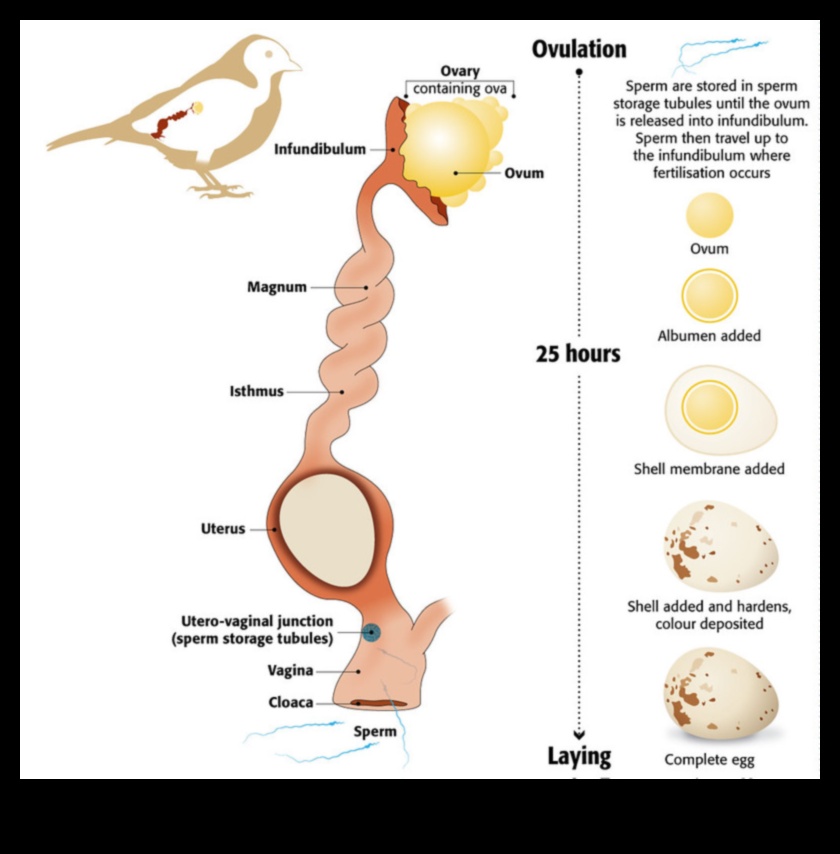 The Art of Egg-laying Understanding Bird Reproduction 1