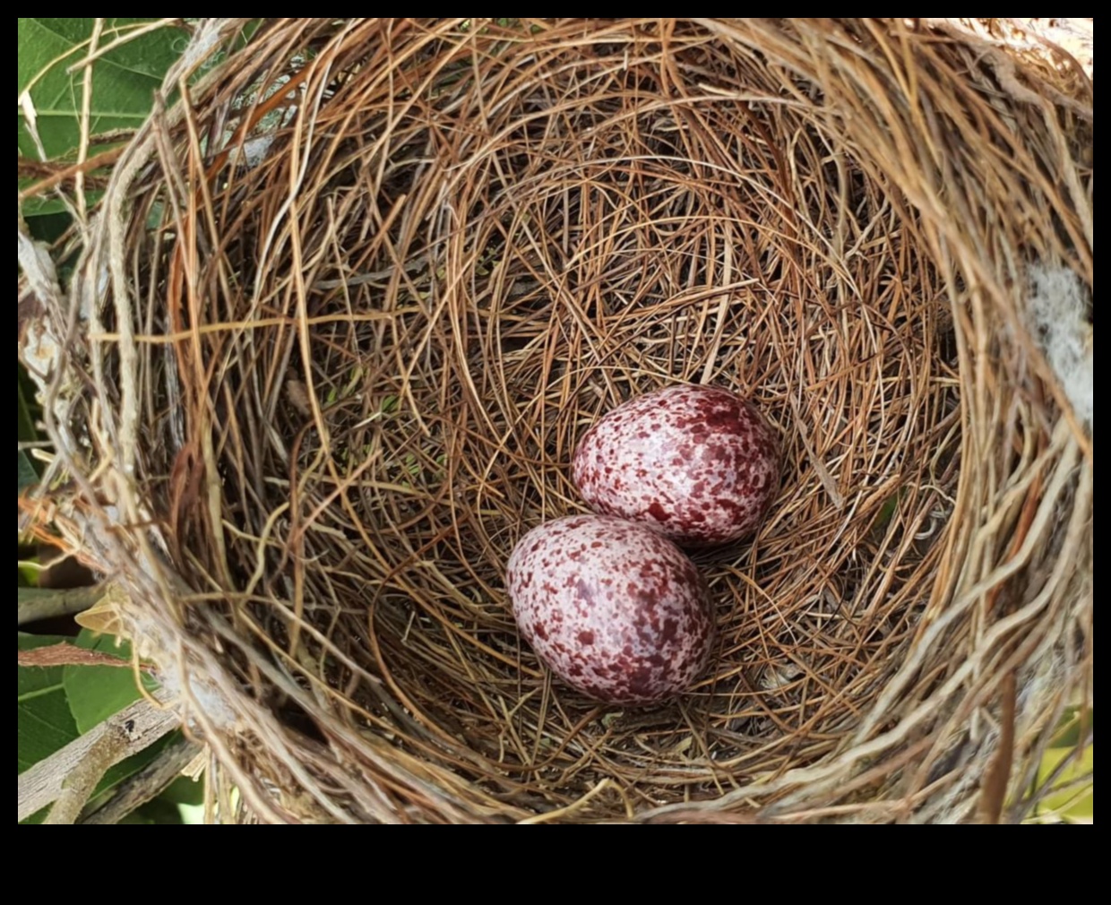The Art of Egg-laying: Understanding Bird Reproduction