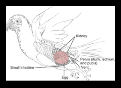 The Art of Egg-laying: Understanding Bird Reproduction