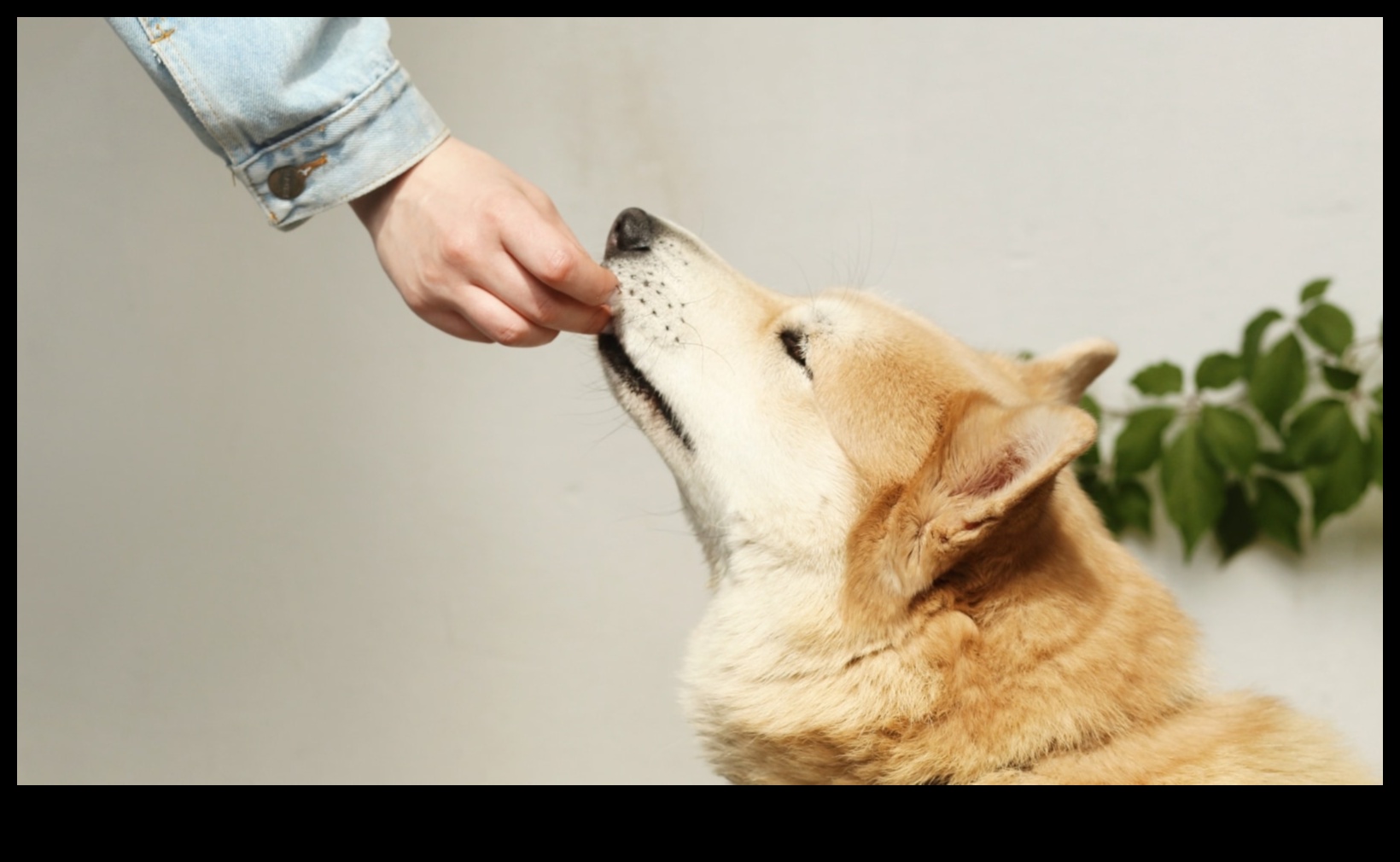 The Art of Feeding: Nutritional Guidelines for Pet Wellness