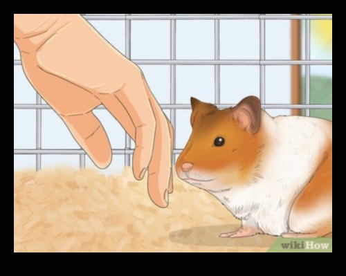 The Art of Hamster Bonding: Strengthening Connections with Your Pet
