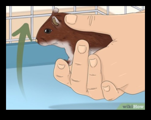 The Art of Hamster Bonding: Strengthening Connections with Your Pet
