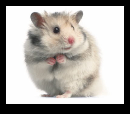 The Art of Hamster Grooming: Tips for Maintaining a Well-Groomed Pet