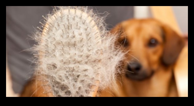 The Benefits of Brushing: Promoting Healthy Coats for Dogs and Cats