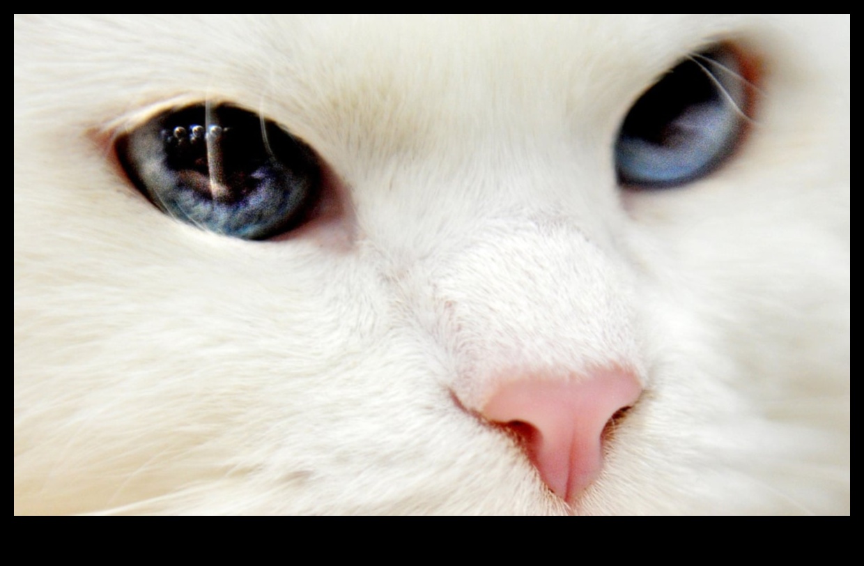 The Cat Chronicles: Navigating Different Stages of Cat Life