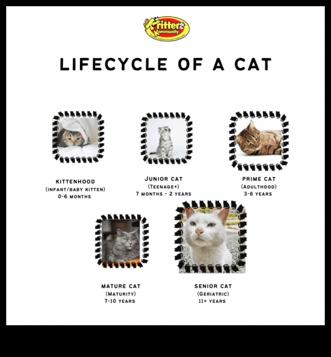 The Cat Chronicles: Navigating Different Stages of Cat Life