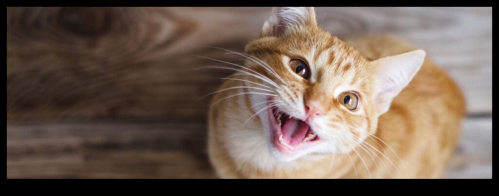 The Cat's Meow Unveiling the Secrets of Cat Sounds 1