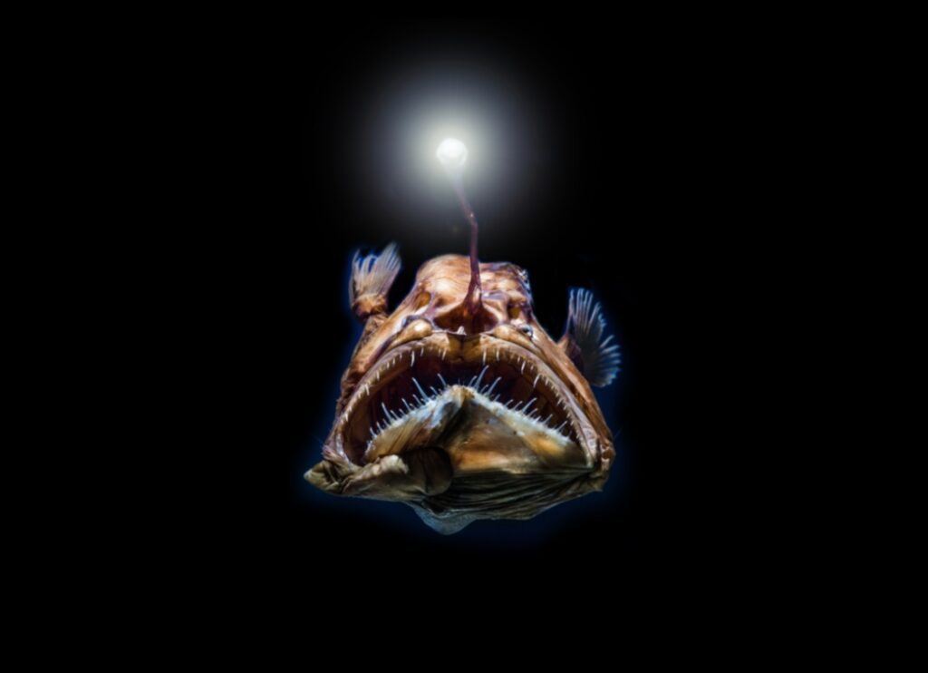 The Deep Dive Understanding the Secrets of Deep-Sea Fish 1