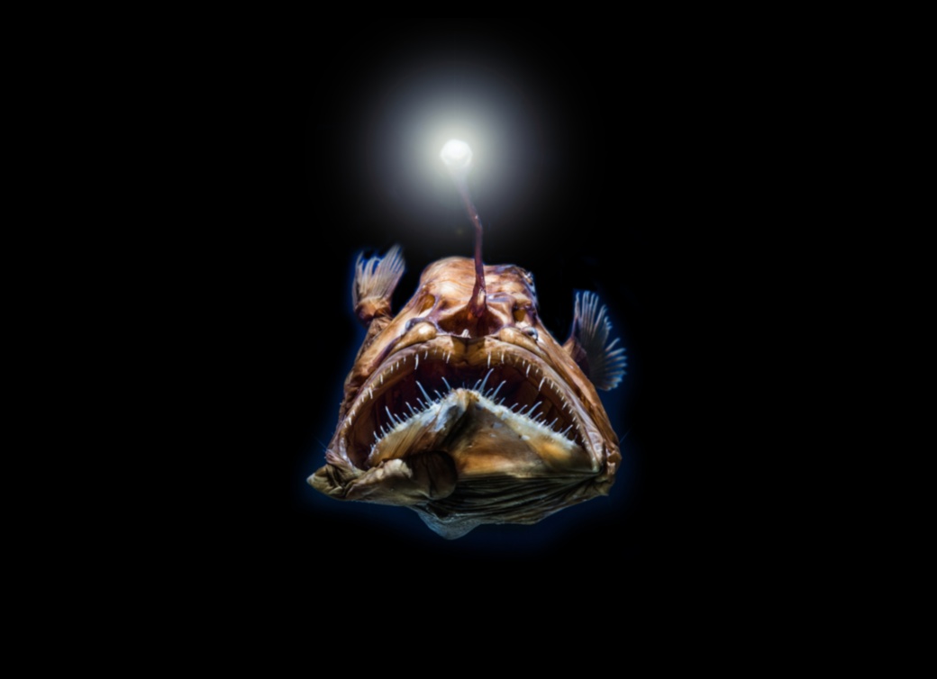 The Deep Dive: Understanding the Secrets of Deep-Sea Fish