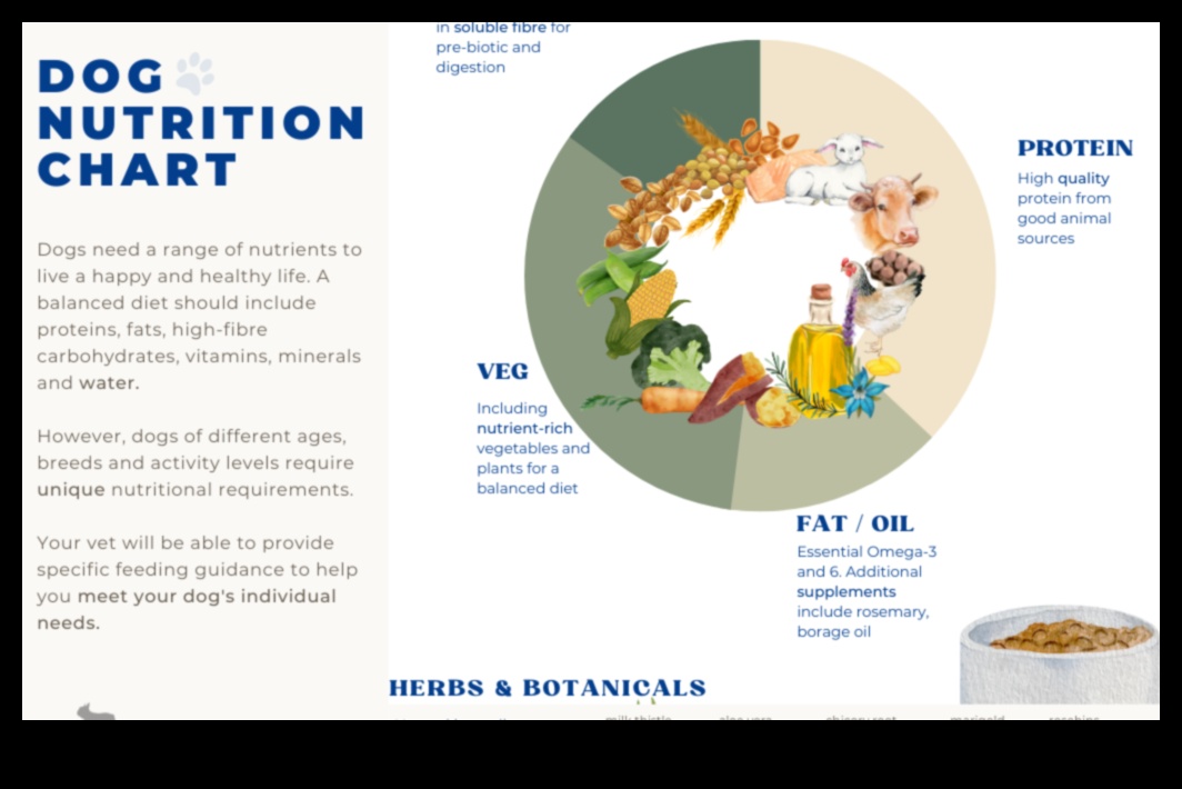 The Doggy Diet: Nutrition Essentials for a Healthy Pup