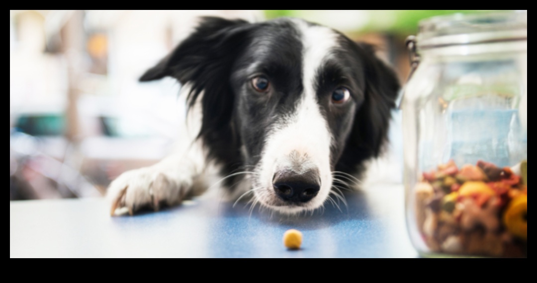 The Doggy Diet: Nutrition Essentials for a Healthy Pup
