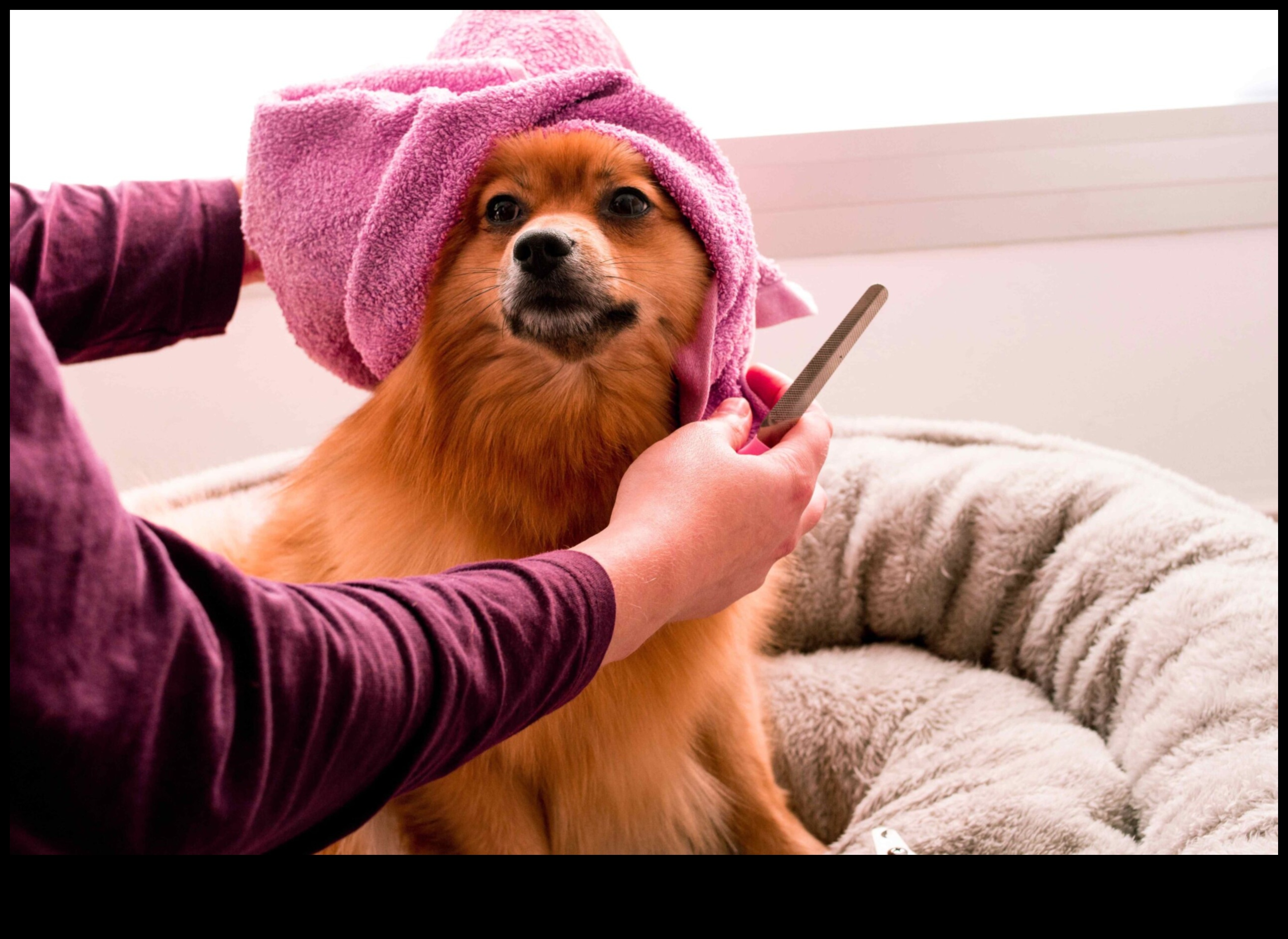 The Hamster Spa Day: Grooming and Pampering for Your Pet