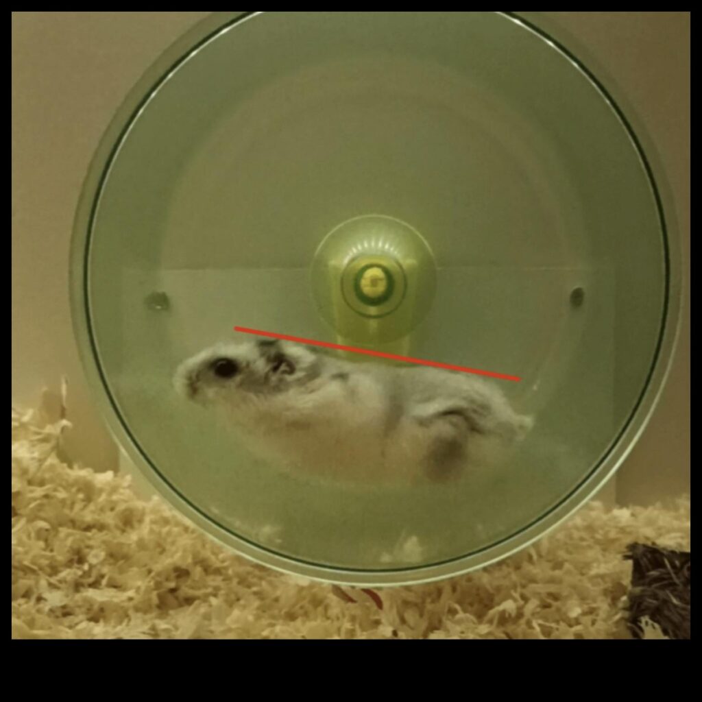 The Hamster Wheel Debate Fixed vs. Free-Spinning Options 1