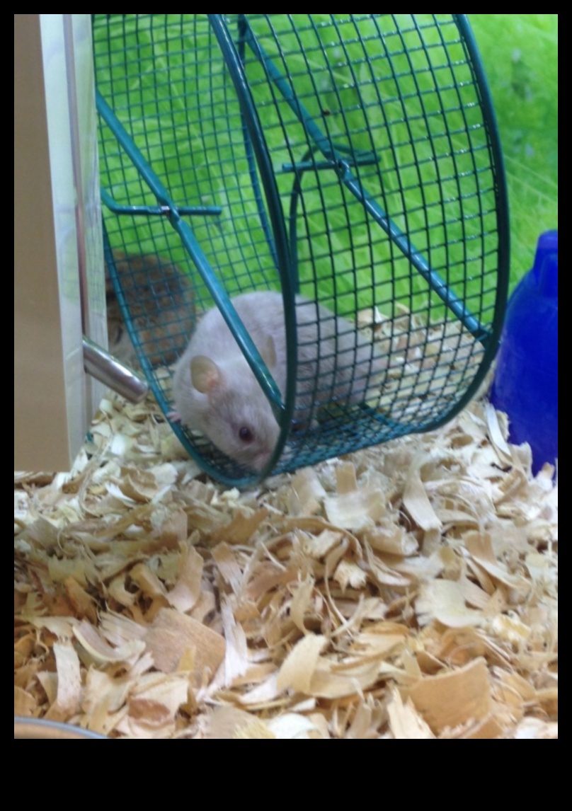 The Hamster Wheel Debate: Fixed vs. Free-Spinning Options