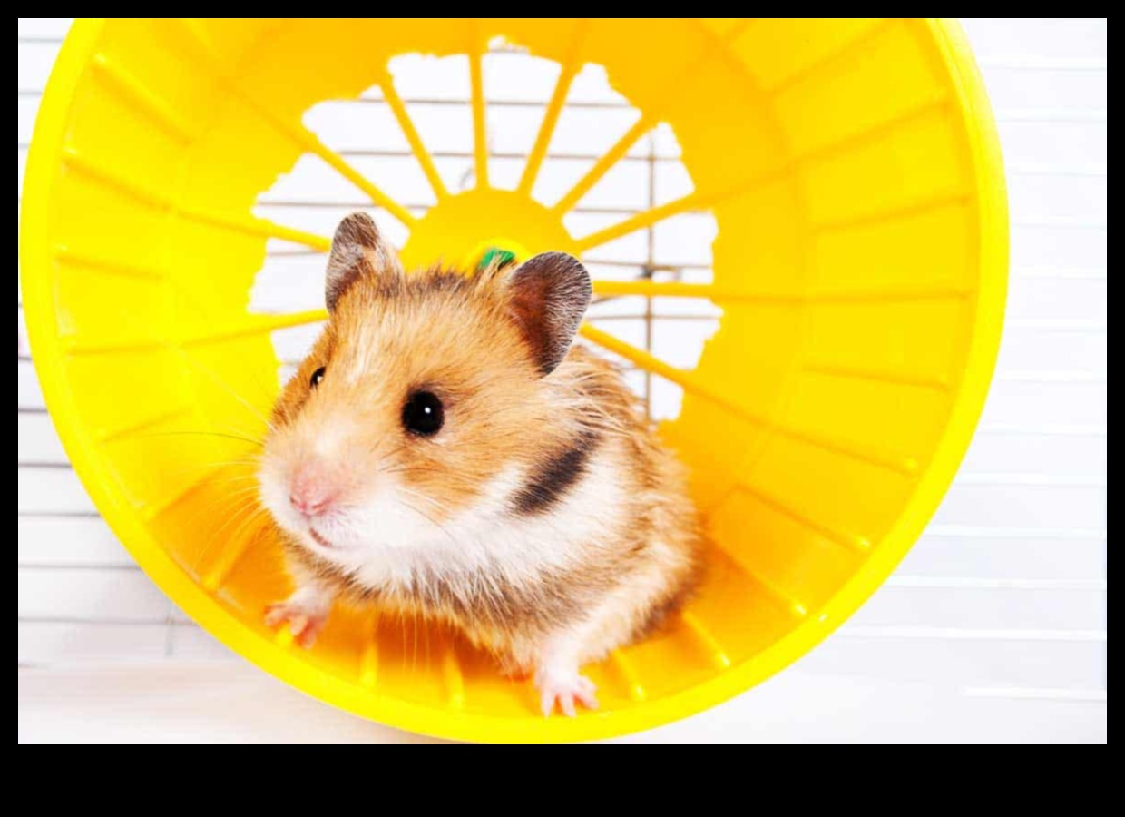 The Hamster Wheel Debate: Fixed vs. Free-Spinning Options