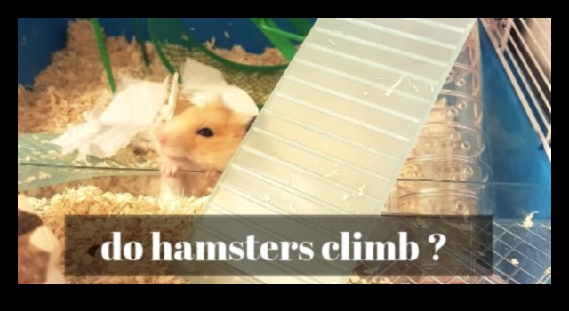 The Harmony of Hamster Playtime: Creating a Safe and Joyful Space
