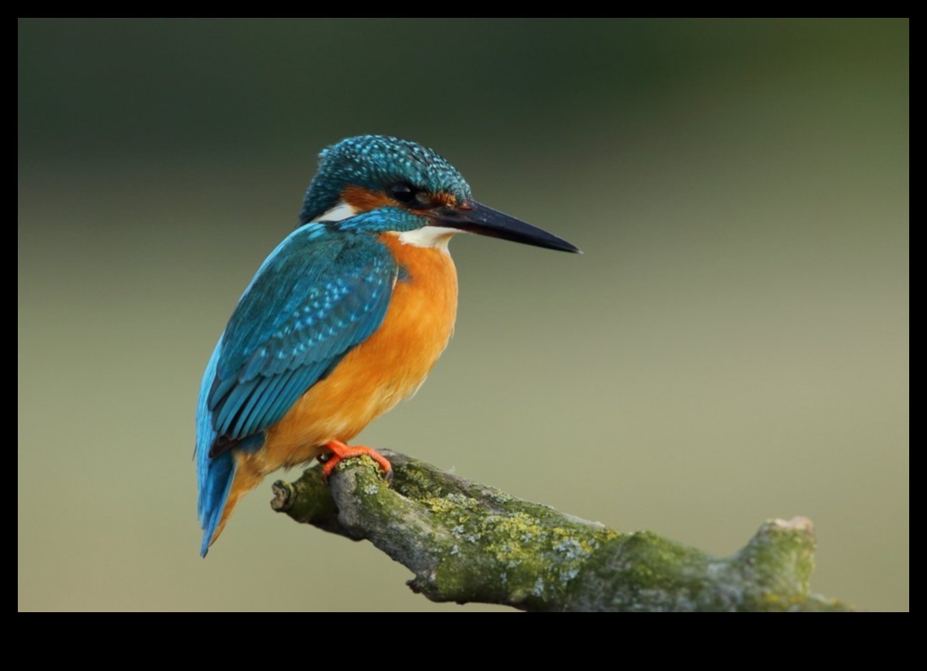 The Healing Power of Bird Watching: Therapeutic Benefits