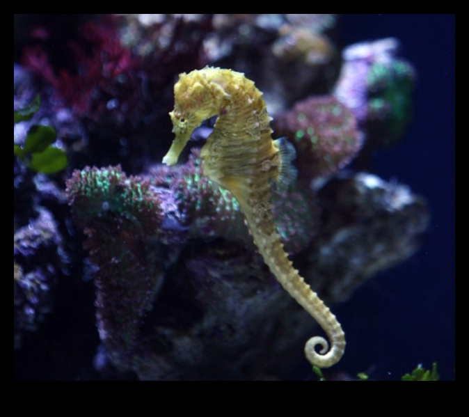 The Intricate World of Seahorses: Unveiling the Secrets of These Unique Fish
