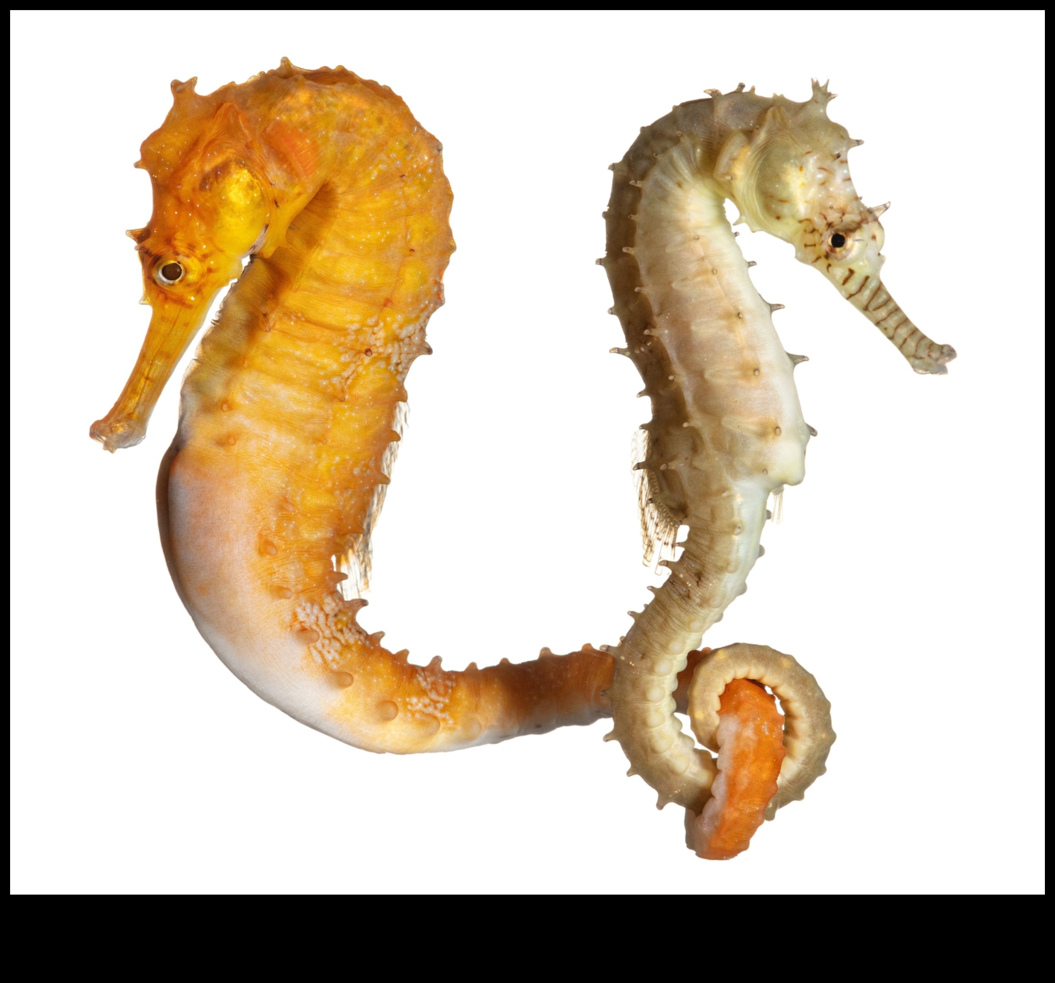 The Intricate World of Seahorses: Unveiling the Secrets of These Unique Fish
