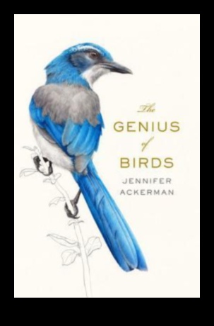 The Language of Birds 3.0: Unlocking Deeper Insights into Avian Conversations