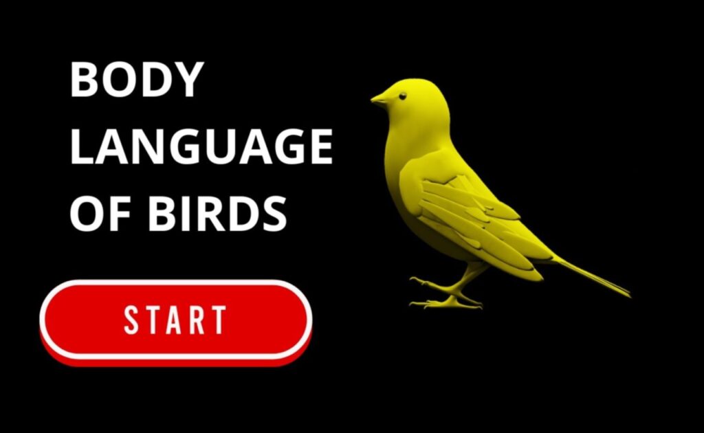 The Language of Birds Decoding Avian Communication 1