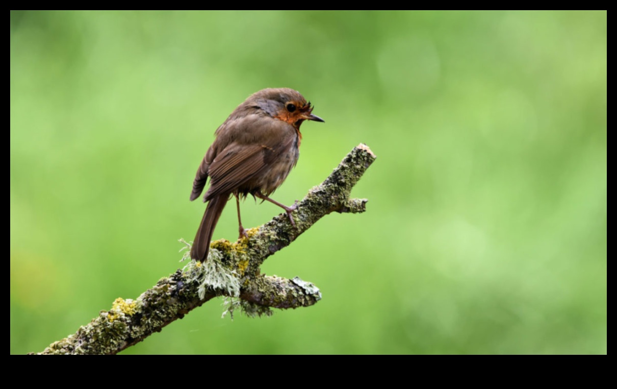 The Language of Birds: Decoding Avian Communication
