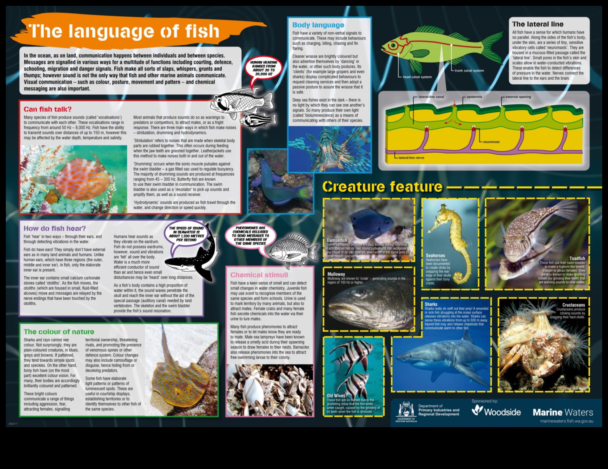 The Language of Fish: Understanding Communication in Schools