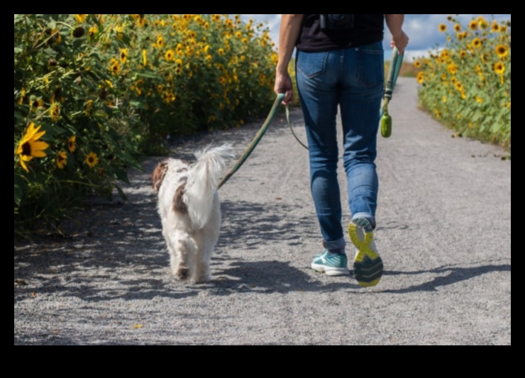 The Language of Leashes: Understanding Dog Walking Etiquette