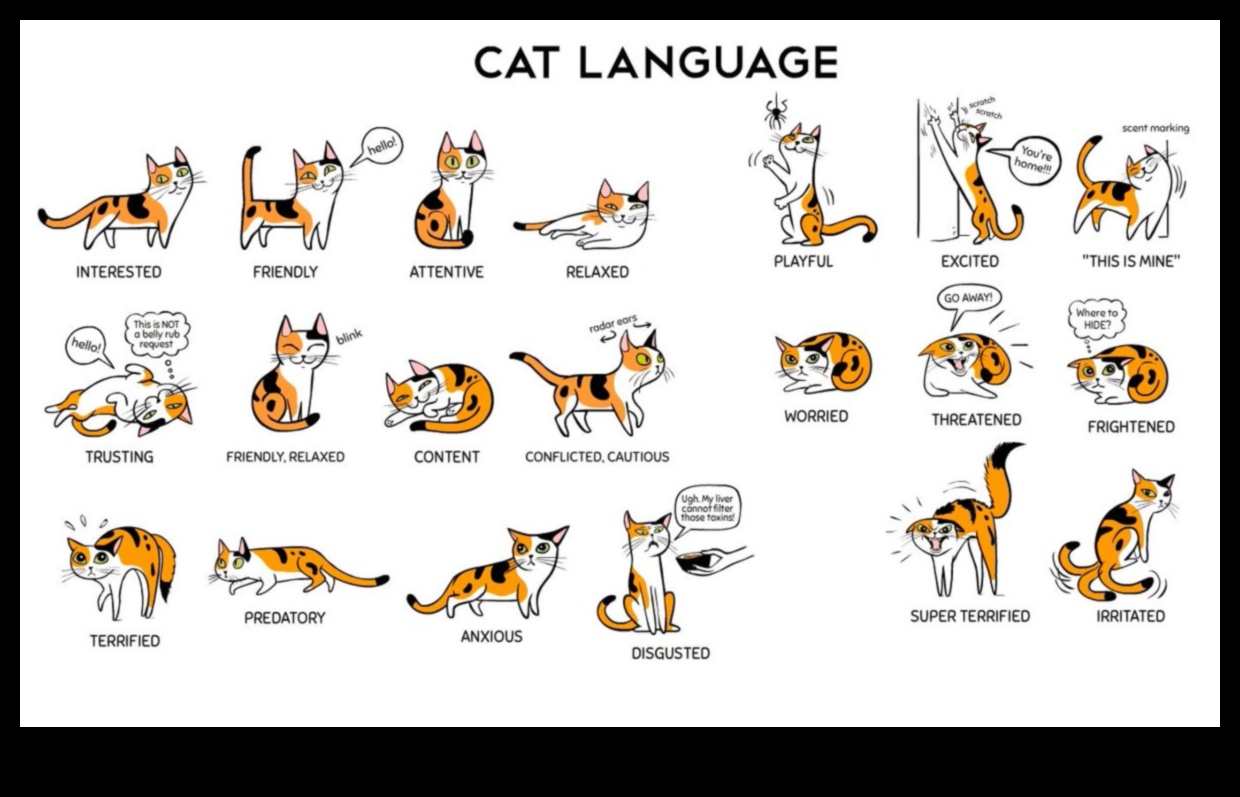 The Language of Litter Continued: Decoding Cat Bathroom Behaviors