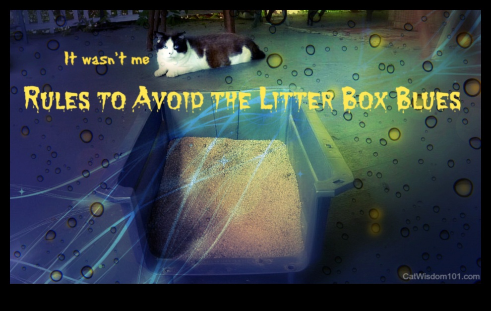 The Litter Box Lowdown Cat Hygiene and Maintenance 1