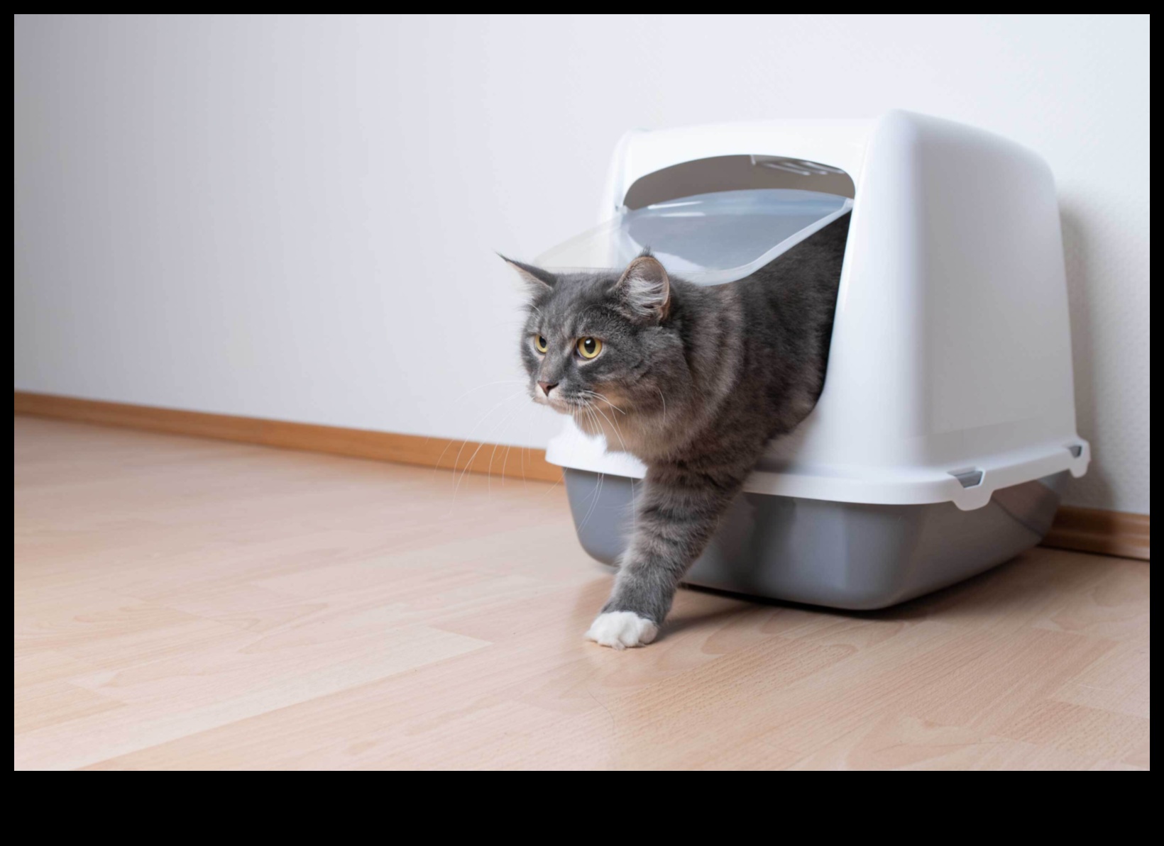 The Litter Box Lowdown: Tips for Maintaining a Clean Cat Bathroom